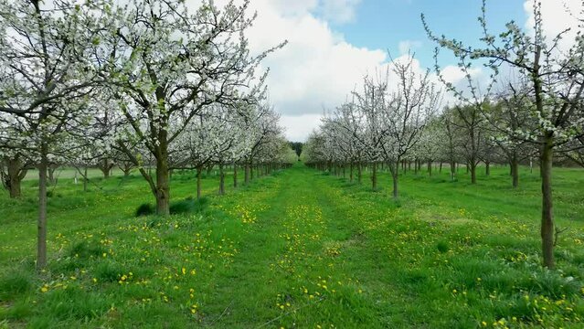 walking in green meadow path with white flower tree cherry orchard plantation 