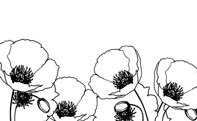 ポピーの花の手描き線画イラスト