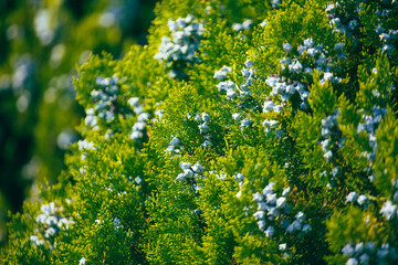 Green coniferous plant thuja in nature as a background