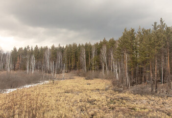 Forest in early spring. Early spring forest. Early spring forest. First warm days