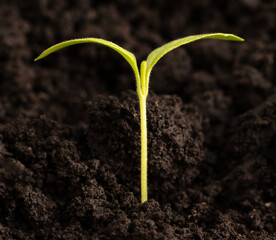 Green pepper seedling growing in soil, closeup. Agriculture and cultivation concept