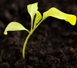 Eggplant seedlings in the ground.