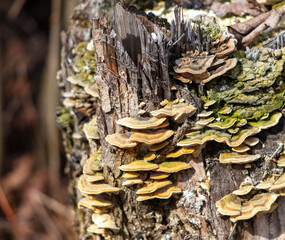 Fungus growing on the bark of an old tree in autumn