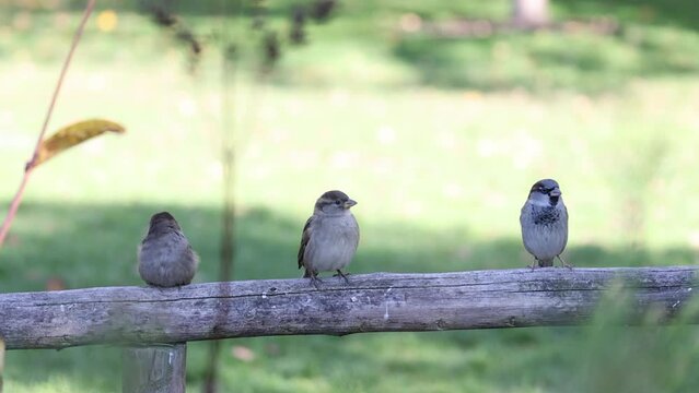 Funny and cheerful sparrows city birds