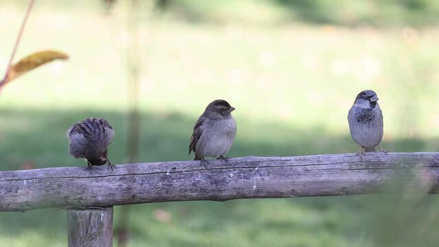 Funny and cheerful sparrows city birds