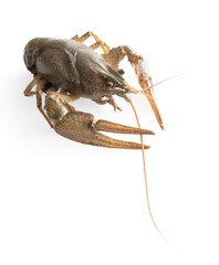 Crayfish isolated on white background