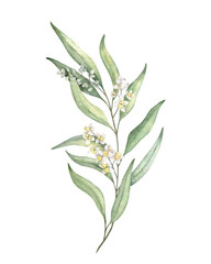 Olive branches, leaves and flowers. Olive fruit and tree branches with leaves. Hand drawn watercolor illustration. Floral plant design for wedding invitation, label, pack, stationery, greeting