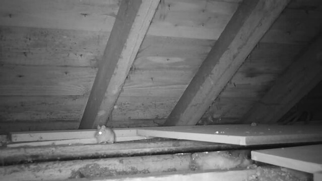 Two mice moving about in an empty urban loft.