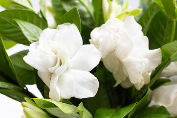 Obraz na płótnie Canvas Cape jasmine or garden gardenia flower