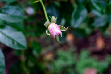 Petal of blooming flower in a garden