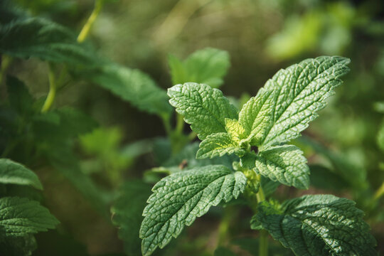 Green leaves of young Melissa. Lemon balm. Herb garden.