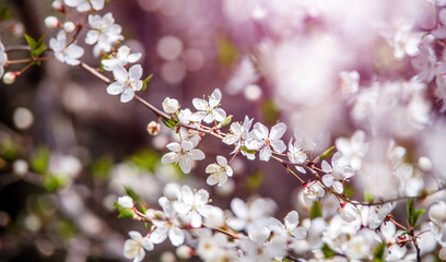 Cherry blossom branch in the garden in spring
