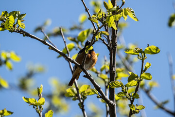 beautiful bird robin sits on a branch and sings on a spring sunny day