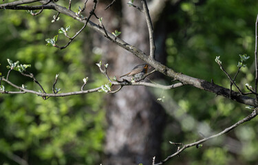 beautiful bird robin sits on a branch and sings on a spring sunny day