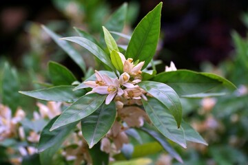 View of lemon tree blossoms in bloom.