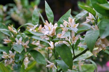 View of lemon tree blossoms in bloom.