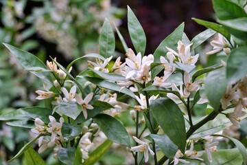 View of lemon tree blossoms in bloom.