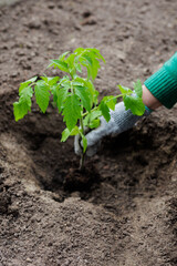 Gardeners hand in glove planting tomato sprout