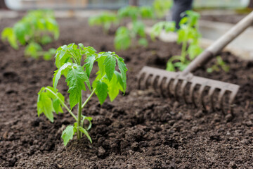 Loosening soil around tomato seedlings using old rake