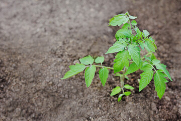 Small green tomato seedling in the black ground