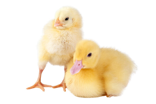 Little chicken and duckling isolated on transparent background.