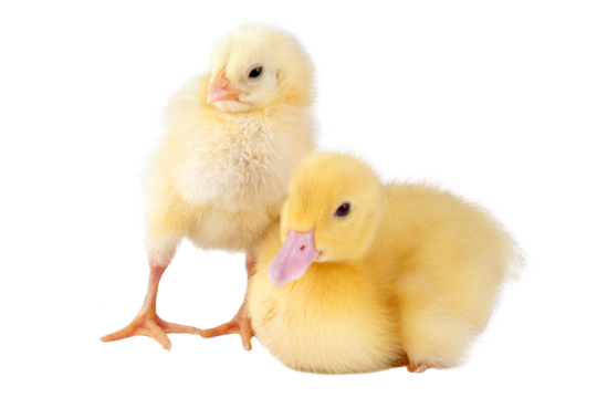 Little chicken and duckling isolated on transparent background.