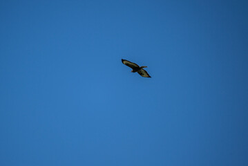 bird of prey - brown buzzard flies over the clearing and hunts