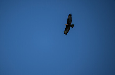 bird of prey - brown buzzard flies over the clearing and hunts