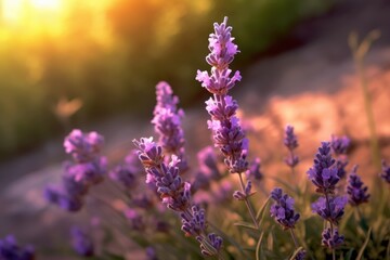 Obraz premium lavender flowers at sunset