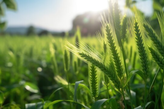 green wheat field