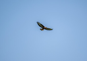 bird of prey - brown buzzard flies over the clearing and hunts