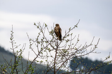 bird of prey - brown buzzard sits on a tree and looks out for prey on a sunny spring day
