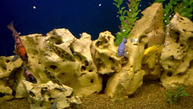 Colourfull fishes in the aquarium. Domestic fish swims. A pet. Underwater world at home.