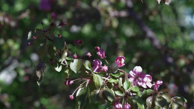 Nature's Canvas: Oriental Blossom Trees Painting the Landscape