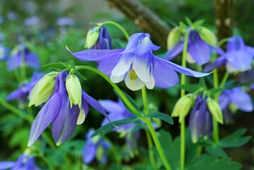 紫色のオダマキの花