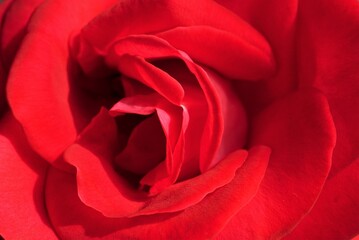 赤バラの花びら