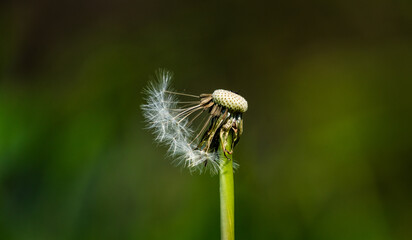 Pusteblume