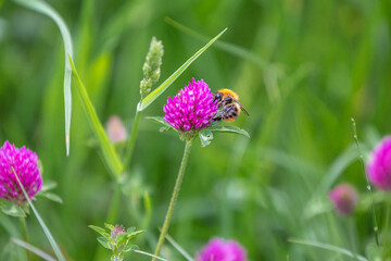 A bee collecting pollen from a red clover flower in springtime