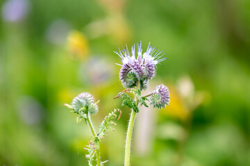 A close up of phacelia flowers in springtime, with a shallow depth of field