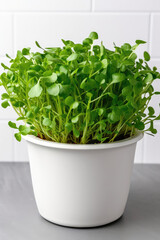 Arugula Salad Growing In White Pot On White Background. Generative AI