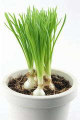 Green Onion Growing In White Pot On White Background. Generative AI