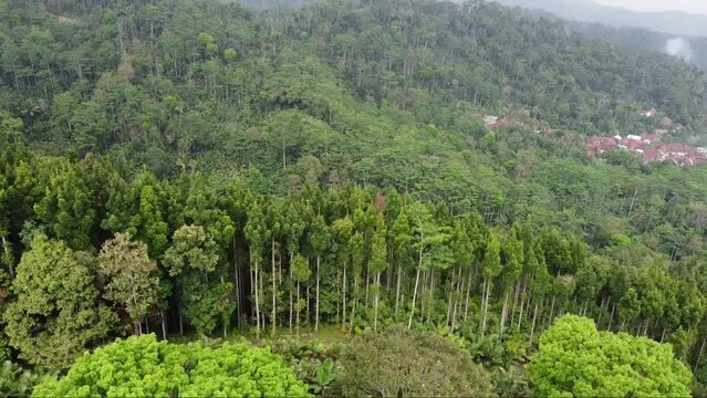 Aerial damar forest with mountains background in the morning