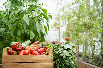 The harvested crop of organic vegetables in a wooden box stands in the greenhouse, a place for text