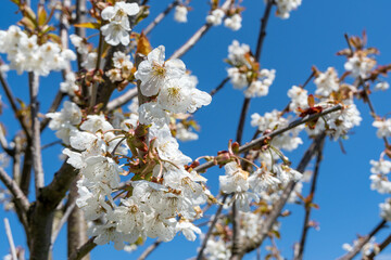 cherry blossom in spring, close up of white petals on tree