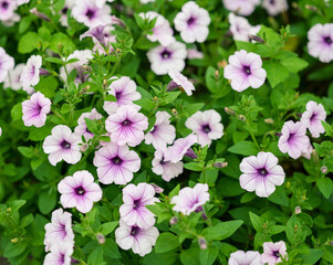 Colorful petunia flowers in the garden.