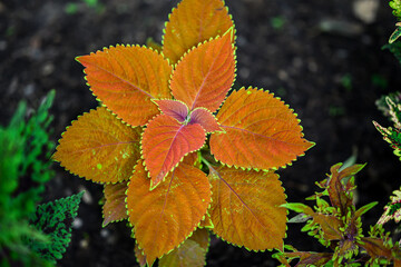Colorful coleus leaves in the garden.