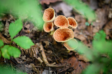 Turbinellus floccosus mushrooms (scaly vase) in the forest.