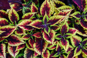 Colorful coleus leaves in the garden.