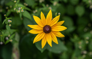 Yellow rudbeckia flower in the garden.