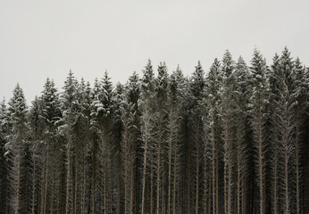 Trees in winter